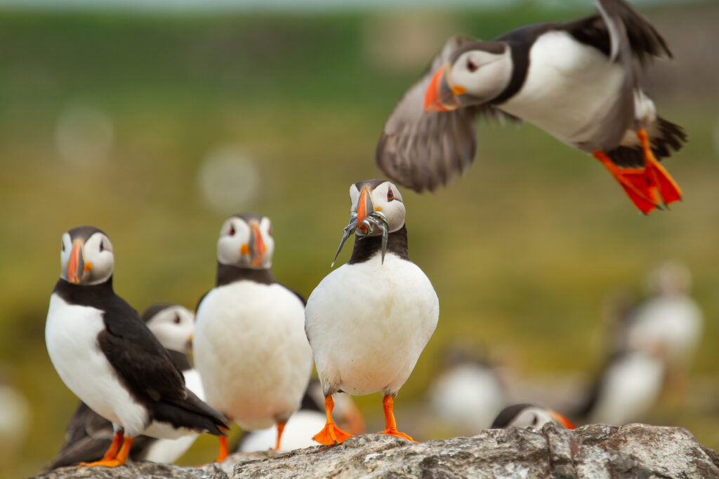 maskonury vestmannaeyjar